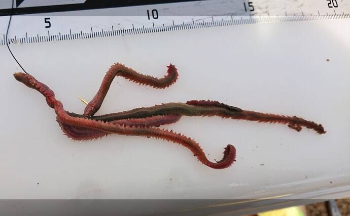 「投げ釣りでアイナメを釣ろう」　5つの市販仕掛けを使い分けて攻略する方法