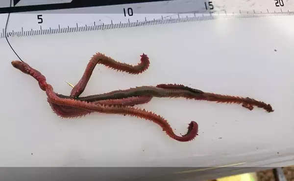 「「投げ釣りでアイナメを釣ろう」　5つの市販仕掛けを使い分けて攻略する方法」の画像