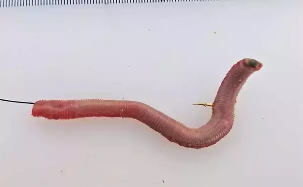 「「投げ釣りでアイナメを釣ろう」　5つの市販仕掛けを使い分けて攻略する方法」の画像