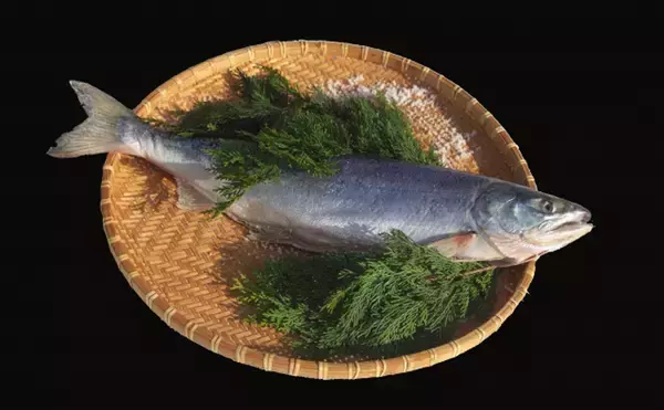 年末に向けて「新巻鮭」製造が佳境迎える　普通の塩鮭とは何が違う？