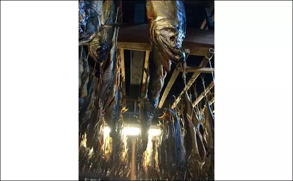 「年末に向けて「新巻鮭」製造が佳境迎える　普通の塩鮭とは何が違う？」の画像