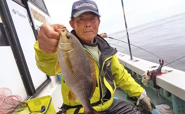 「大山沖イサキ釣りで35cm頭に6匹【愛知・大進丸】今後のシーズン本格化に期待」の画像
