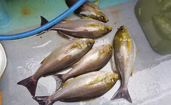 「大山沖イサキ釣りで35cm頭に6匹【愛知・大進丸】今後のシーズン本格化に期待」の画像