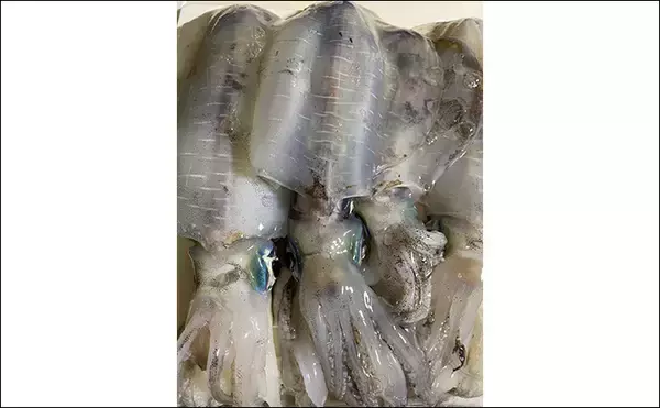 「初めての「ボートヤエン釣り」でアオリイカ4杯【三重・南伊勢】3kg超えバラしに涙」の画像