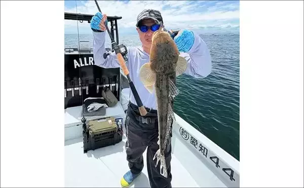 「【沖のルアー釣果速報】ボートルアー便で50cm良型キジハタを頭にヒラメ・マゴチ・シーバス手中（愛知）」の画像