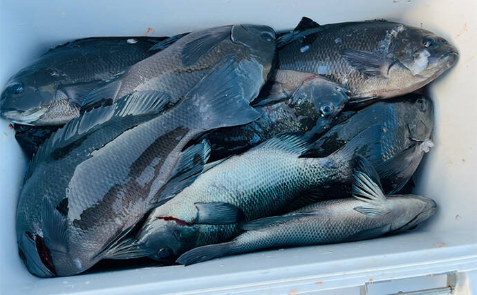 沖磯フカセ釣りで37cmクロを好捕！【大分・大和丸】30cm級クロは入れ食い