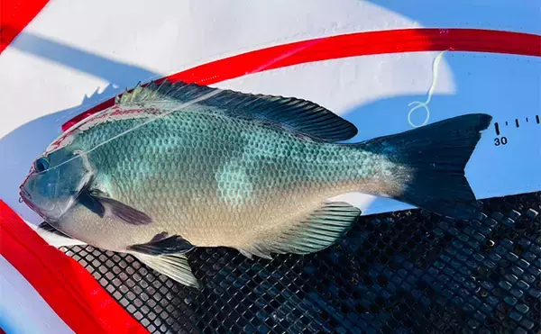 「沖磯フカセ釣りで37cmクロを好捕！【大分・大和丸】30cm級クロは入れ食い」の画像