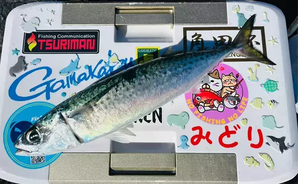 「沖磯フカセ釣りで37cmクロを好捕！【大分・大和丸】30cm級クロは入れ食い」の画像