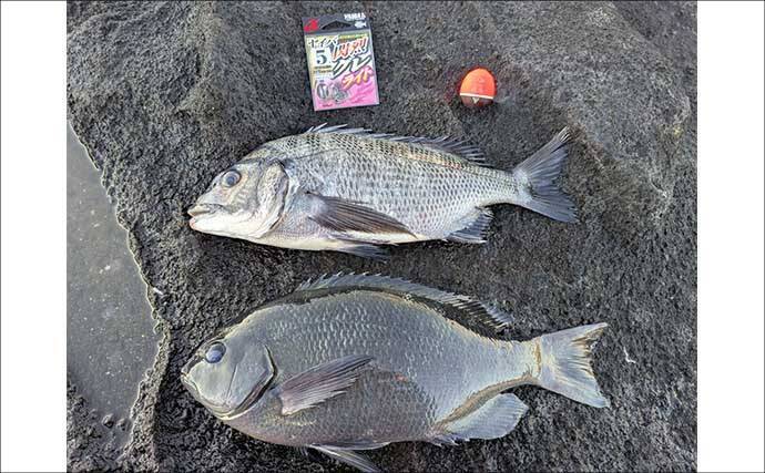ウネリ残る磯で寒メジナ攻略【神奈川・諸磯】クロダイ交じりで本命手中
