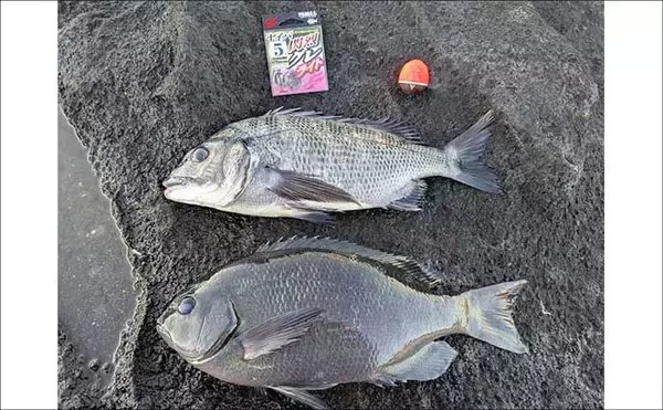 「ウネリ残る磯で寒メジナ攻略【神奈川・諸磯】クロダイ交じりで本命手中」の画像