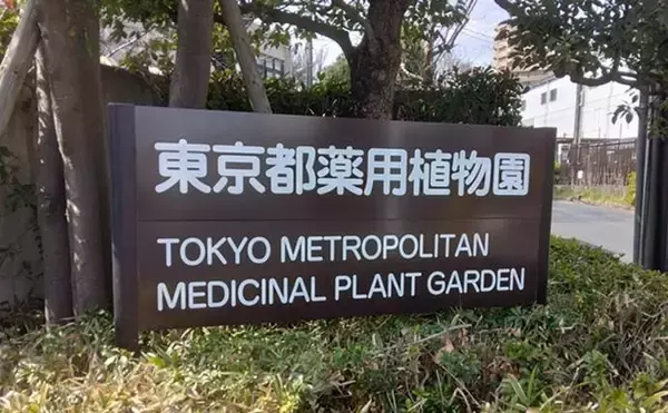 「「野草採りのシーズン到来！」 毒草の勉強をして荒川河川敷でセリとクレソンを採取成功」の画像