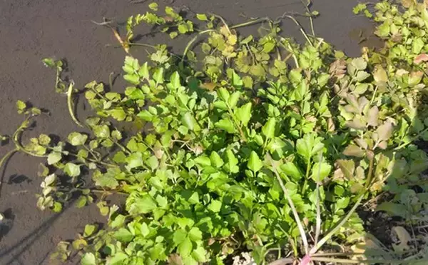 「「野草採りのシーズン到来！」 毒草の勉強をして荒川河川敷でセリとクレソンを採取成功」の画像