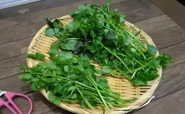 「「野草採りのシーズン到来！」 毒草の勉強をして荒川河川敷でセリとクレソンを採取成功」の画像