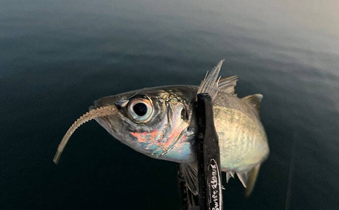 波止アジングで30cm級頭に良型アジ連発！【和歌山】時合いはわずか15分