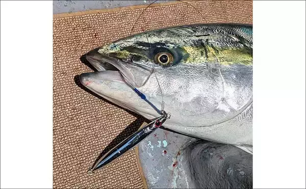 「オフショアジギング釣果レポート：8kgブリに80cm超え大ダイ浮上！【あみや渡船・福井】」の画像