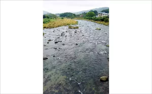 「狩野川アユ釣り解禁情報2026【静岡県】 石が大きく川底の流れが極端に遅い箇所あり」の画像