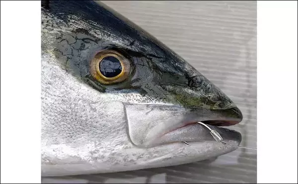 「イワシミンチのテンビン仕掛けで89cm筆頭に極太寒ブリ2ケタ釣果」の画像