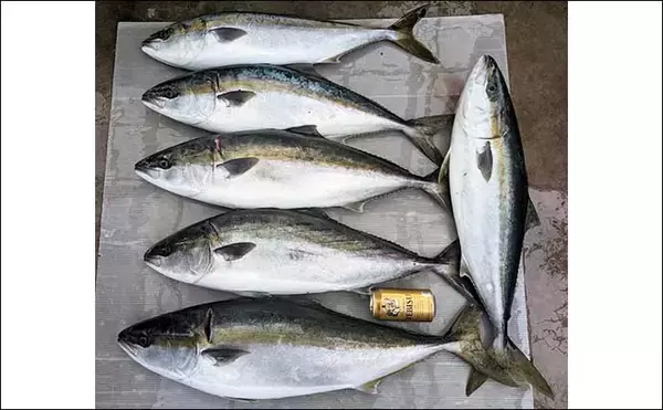 「イワシミンチのテンビン仕掛けで89cm筆頭に極太寒ブリ2ケタ釣果」の画像