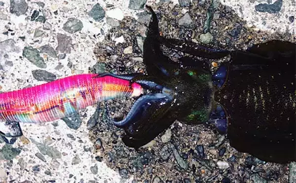 「エギングで釣れたことがない人必見　イカが釣れない7つの原因と解決策」の画像