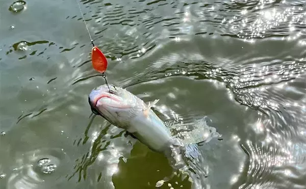 「エリアトラウトの新ロッド鱗付け釣行で93匹【千早川マス釣り場】表層プラグで爆釣」の画像