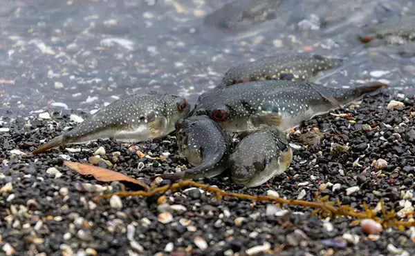 「「クサフグ」産卵の瞬間を激写　波打ち際で繰り広げられる命をかけた圧巻の光景に圧倒」の画像