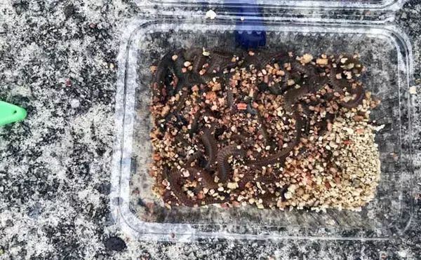 「ファミリー向け釣り場でハゼが連発！　秋深まれば大型狙いのチャンス」の画像