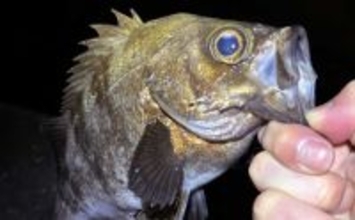 「メバルが本命でチヌとアジも視野に」　3～4月の大阪湾沿岸ルアー釣りターゲット紹介