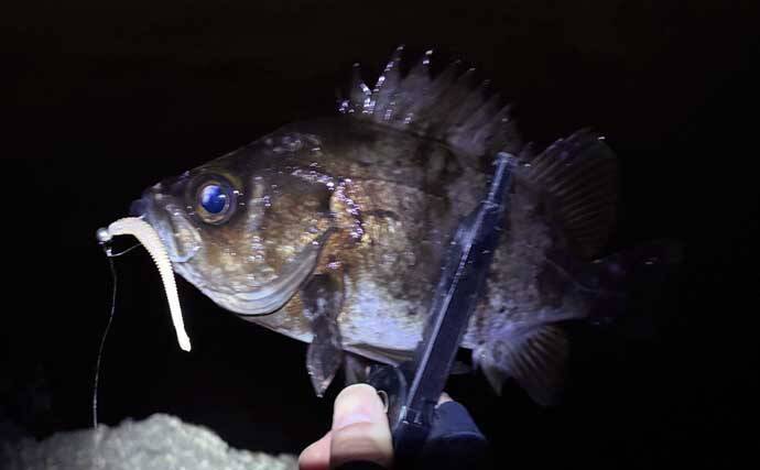 「メバルが本命でチヌとアジも視野に」　3～4月の大阪湾沿岸ルアー釣りターゲット紹介