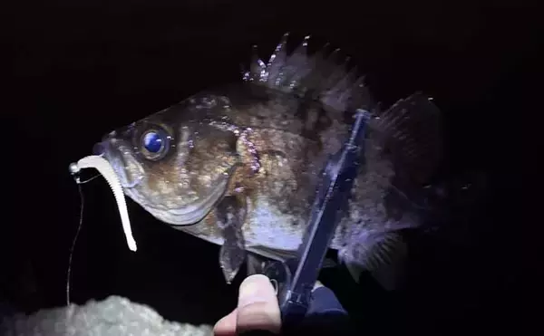 「「メバルが本命でチヌとアジも視野に」　3～4月の大阪湾沿岸ルアー釣りターゲット紹介」の画像