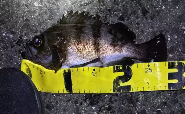 「「メバルが本命でチヌとアジも視野に」　3～4月の大阪湾沿岸ルアー釣りターゲット紹介」の画像