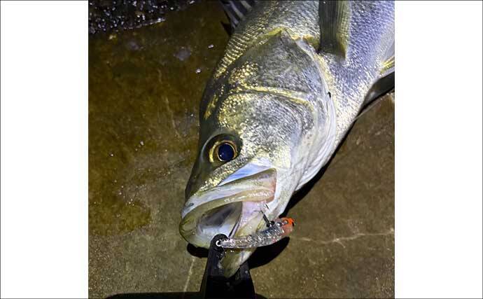 「メバルが本命でチヌとアジも視野に」　3～4月の大阪湾沿岸ルアー釣りターゲット紹介