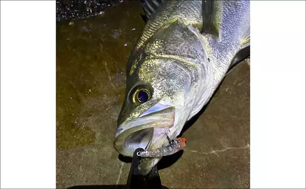 「「メバルが本命でチヌとアジも視野に」　3～4月の大阪湾沿岸ルアー釣りターゲット紹介」の画像