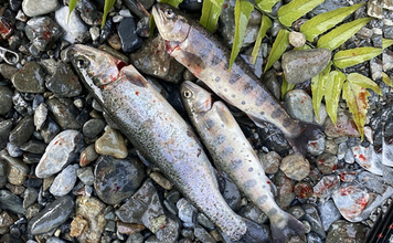 解禁直後の奥多摩で渓流釣りを堪能　エサ釣りでニジマスにヤマメを手中