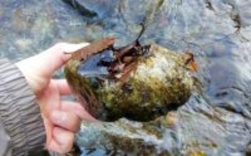 「エサの活きの良さが釣果に直結！」採集した【川虫の管理方法】を徹底解説