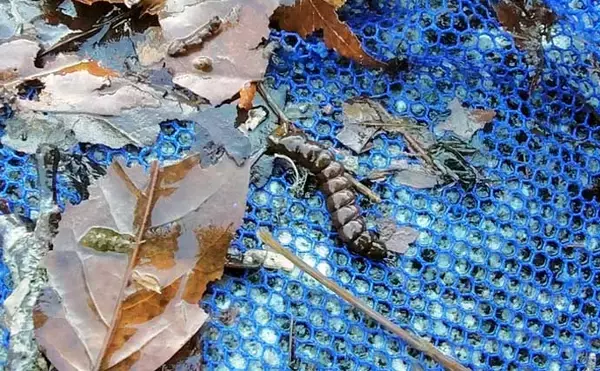 「「エサの活きの良さが釣果に直結！」採集した【川虫の管理方法】を徹底解説」の画像