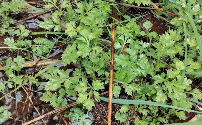 「エサの活きの良さが釣果に直結！」採集した【川虫の管理方法】を徹底解説