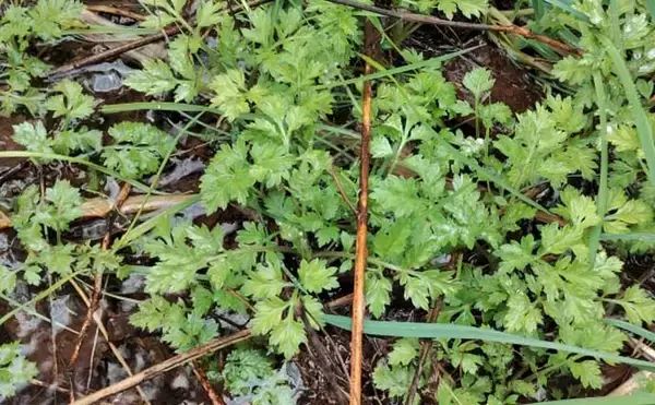 「「エサの活きの良さが釣果に直結！」採集した【川虫の管理方法】を徹底解説」の画像