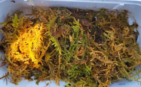 「「エサの活きの良さが釣果に直結！」採集した【川虫の管理方法】を徹底解説」の画像