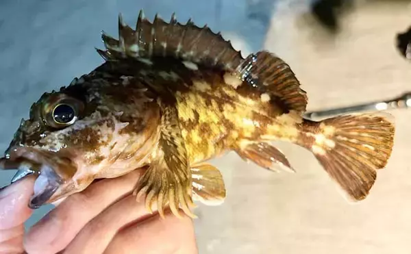 「春の海釣り公園でカサゴが爆釣！【横須賀】キワは小型中心も沖目で良型」の画像