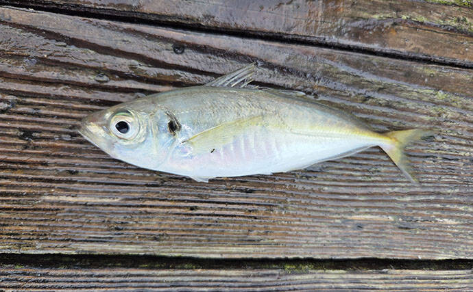 快適に釣りをしたいならイカダに決まり！ サビキで良型アジが連発【三重】