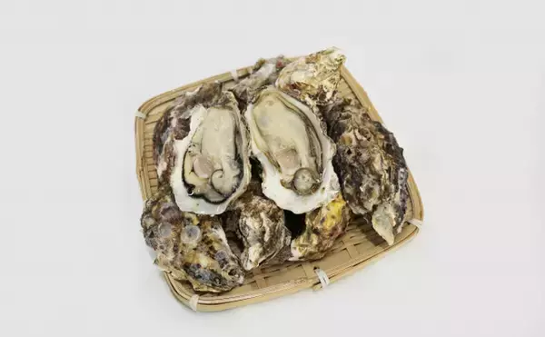 カキ（牡蠣）養殖は食卓だけでなく水中の生態系にとっても重要な存在　