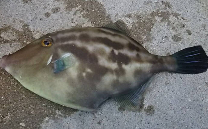 カキ（牡蠣）養殖は食卓だけでなく水中の生態系にとっても重要な存在　