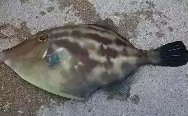 「カキ（牡蠣）養殖は食卓だけでなく水中の生態系にとっても重要な存在　」の画像