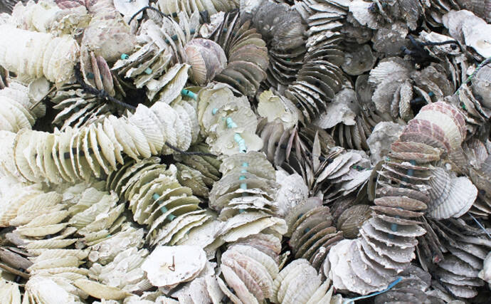 カキ（牡蠣）養殖は食卓だけでなく水中の生態系にとっても重要な存在　