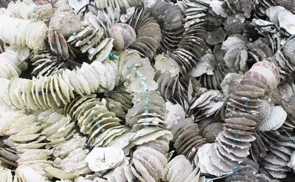 「カキ（牡蠣）養殖は食卓だけでなく水中の生態系にとっても重要な存在　」の画像