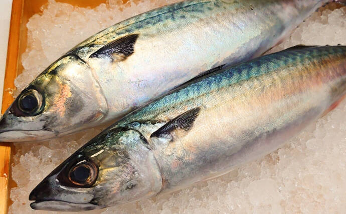 日本で食べられるサバはノルウェー産　国産サバはアフリカへ輸出の不思議