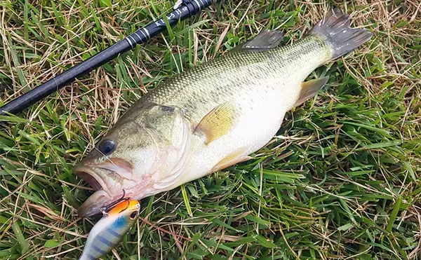 「2日連続ブラックバス釣行で50cm超えにスモールマウスバスもキャッチ【三重】」の画像