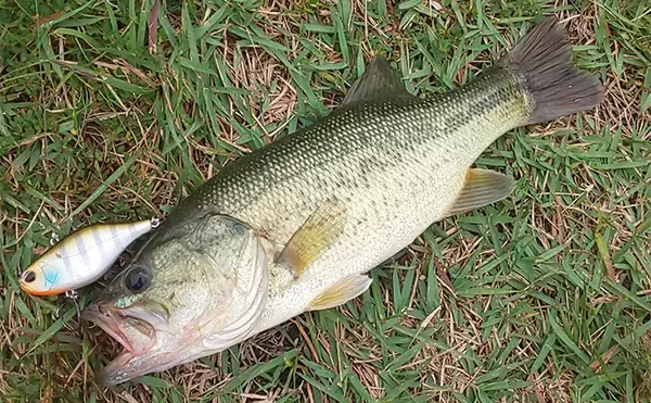 「2日連続ブラックバス釣行で50cm超えにスモールマウスバスもキャッチ【三重】」の画像
