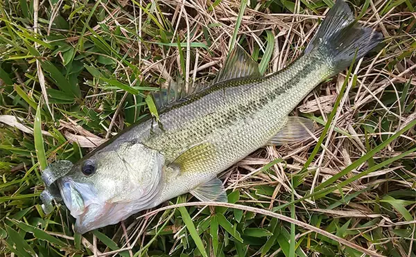 「2日連続ブラックバス釣行で50cm超えにスモールマウスバスもキャッチ【三重】」の画像