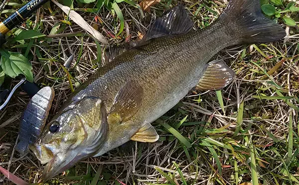 「2日連続ブラックバス釣行で50cm超えにスモールマウスバスもキャッチ【三重】」の画像
